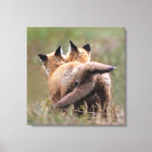Cutest Baby Animals Red Fox Kits Locking Tails Canvas Print