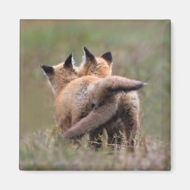 Cutest Baby Animals | Red Fox Kits Locking Tails Magnet (Front)