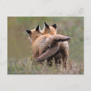 Cutest Baby Animals   Red Fox Kits Locking Tails Postcard