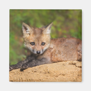 Cutest Baby Animals   Red Fox Pup Magnet
