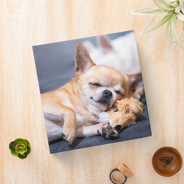 Cutest Baby Animals | Red-haired Chihuahua Dog Binder (In Situ)