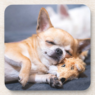 Cutest Baby Animals Red-haired Chihuahua Dog Coaster