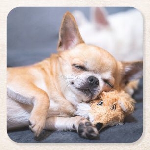 Cutest Baby Animals Red-haired Chihuahua Dog Square Paper Coaster