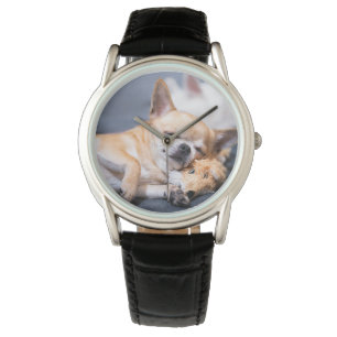 Cutest Baby Animals   Red-haired Chihuahua Dog Watch