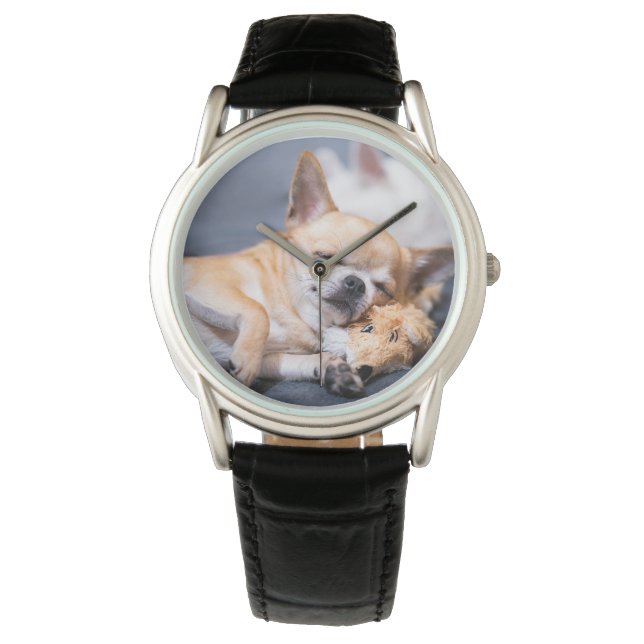 Cutest Baby Animals | Red-haired Chihuahua Dog Watch (Front)