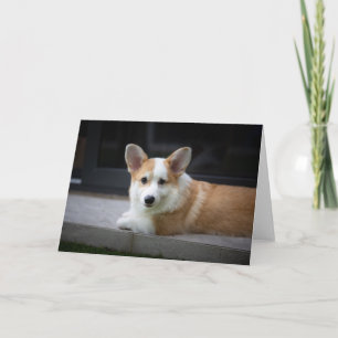 Cutest Baby Animals   Relaxing Corgi Puppy Card