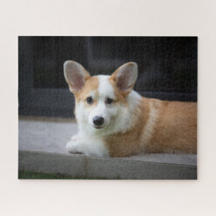 Cutest Baby Animals   Relaxing Corgi Puppy Jigsaw Puzzle
