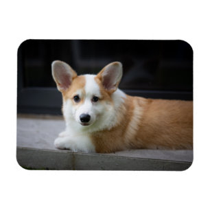 Cutest Baby Animals Relaxing Corgi Puppy Magnet