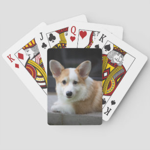 Cutest Baby Animals   Relaxing Corgi Puppy Playing Cards