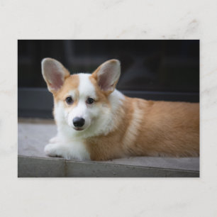 Cutest Baby Animals   Relaxing Corgi Puppy Postcard