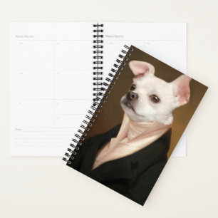 Cutest Baby Animals   Royal Chihuahua Portrait