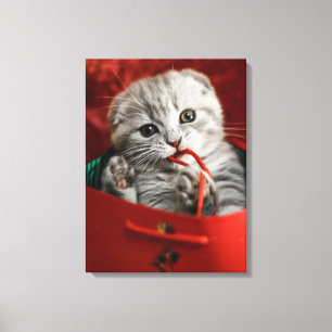 Cutest Baby Animals Scottish Fold Kitten Canvas Print
