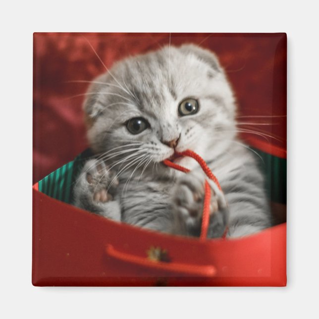 Cutest Baby Animals | Scottish Fold Kitten Magnet (Front)