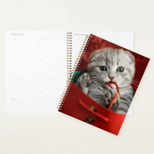 Cutest Baby Animals   Scottish Fold Kitten Planner