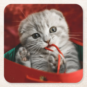 Cutest Baby Animals   Scottish Fold Kitten Square Paper Coaster