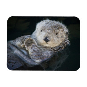 Cutest Baby Animals   Sea Otter Floating Magnet
