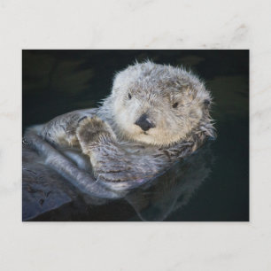 Cutest Baby Animals   Sea Otter Floating Postcard