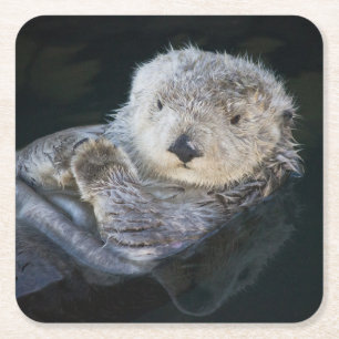 Cutest Baby Animals   Sea Otter Floating Square Paper Coaster