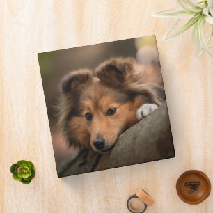 Cutest Baby Animals   Shetland Sheepdog Puppy Binder