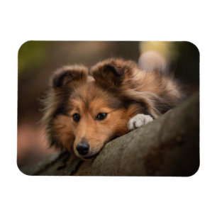 Cutest Baby Animals Shetland Sheepdog Puppy Magnet