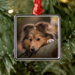 Cutest Baby Animals   Shetland Sheepdog Puppy Metal Ornament