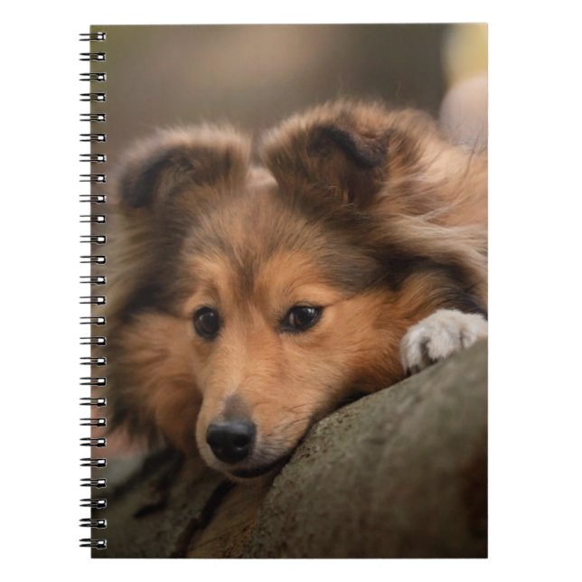 Cutest Baby Animals | Shetland Sheepdog Puppy Notebook (Front)
