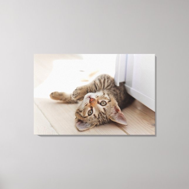 Cutest Baby Animals | Shorthair Tabby Kitten Canvas Print (Front)