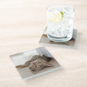 Cutest Baby Animals Shorthair Tabby Kitten Glass Coaster