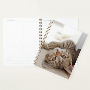Cutest Baby Animals   Shorthair Tabby Kitten Planner