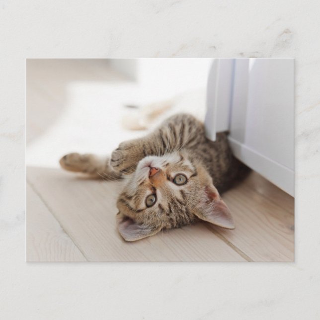 Cutest Baby Animals | Shorthair Tabby Kitten Postcard (Front)