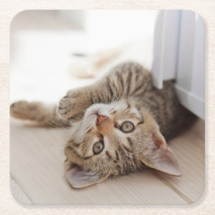 Cutest Baby Animals Shorthair Tabby Kitten Square Paper Coaster