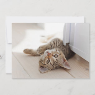 Cutest Baby Animals   Shorthair Tabby Kitten Thank You Card