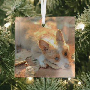 Cutest Baby Animals   Shy Corgi Glass Ornament