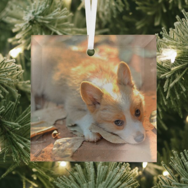 Cutest Baby Animals | Shy Corgi Glass Ornament (Insitu)
