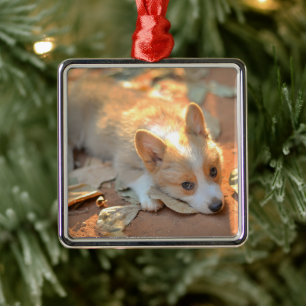 Cutest Baby Animals Shy Corgi Metal Ornament