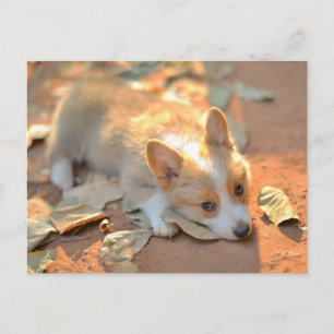 Cutest Baby Animals Shy Corgi Postcard
