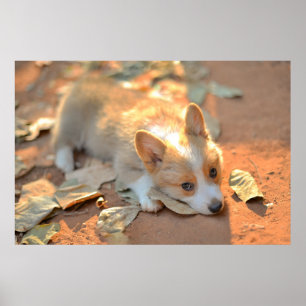 Cutest Baby Animals   Shy Corgi Poster