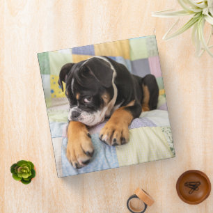Cutest Baby Animals   Shy Old English Bulldog Binder