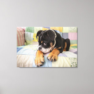 Cutest Baby Animals Shy Old English Bulldog Canvas Print