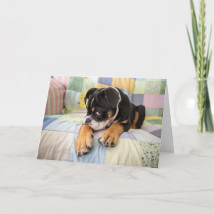 Cutest Baby Animals Shy Old English Bulldog Card