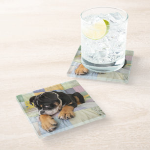 Cutest Baby Animals Shy Old English Bulldog Glass Coaster