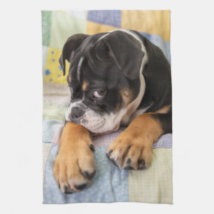 Cutest Baby Animals Shy Old English Bulldog Kitchen Towel