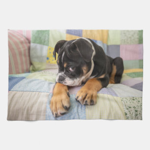 Cutest Baby Animals   Shy Old English Bulldog Kitchen Towel