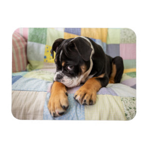Cutest Baby Animals   Shy Old English Bulldog Magnet