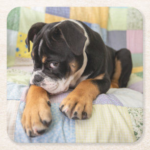 Cutest Baby Animals Shy Old English Bulldog Square Paper Coaster