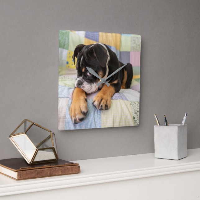 Cutest Baby Animals | Shy Old English Bulldog Square Wall Clock (Office)