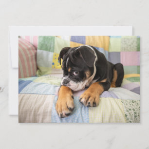 Cutest Baby Animals Shy Old English Bulldog Thank You Card