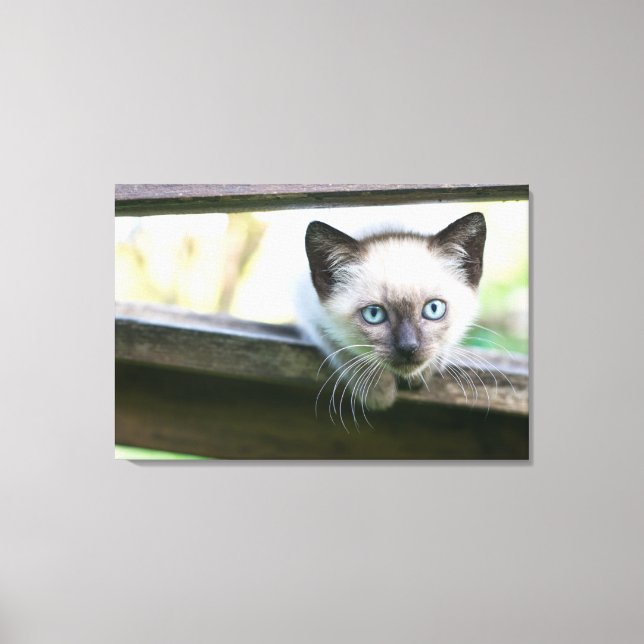 Cutest Baby Animals | Siamese Kitten 2 Canvas Print (Front)