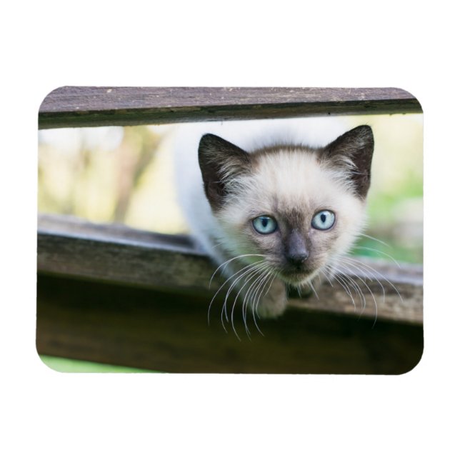 Cutest Baby Animals | Siamese Kitten 2 Magnet (Horizontal)