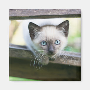 Cutest Baby Animals   Siamese Kitten 2 Magnet